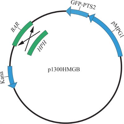 Monitoring peroxisome dynamics using enhanced green fluorescent protein labeling in Alternaria alternata